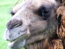 Bactrian Camel iii